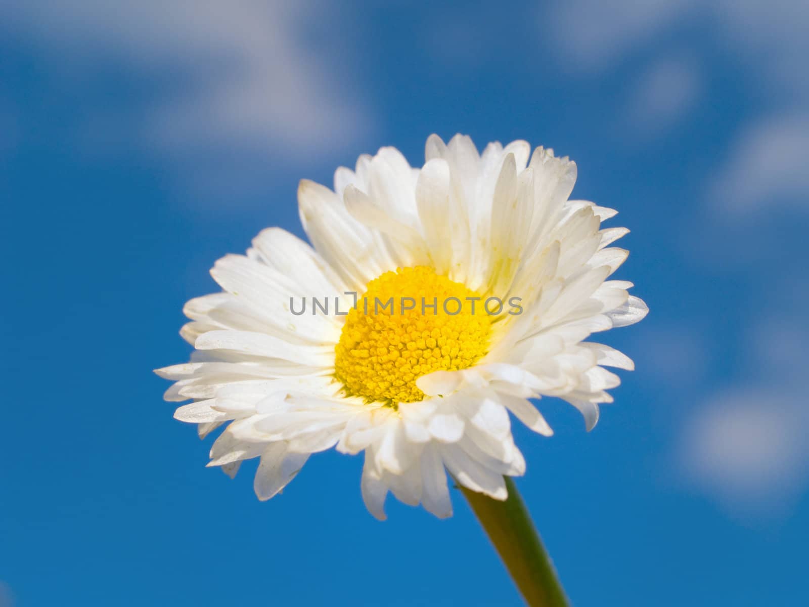 White flower with blue sky by kvinoz