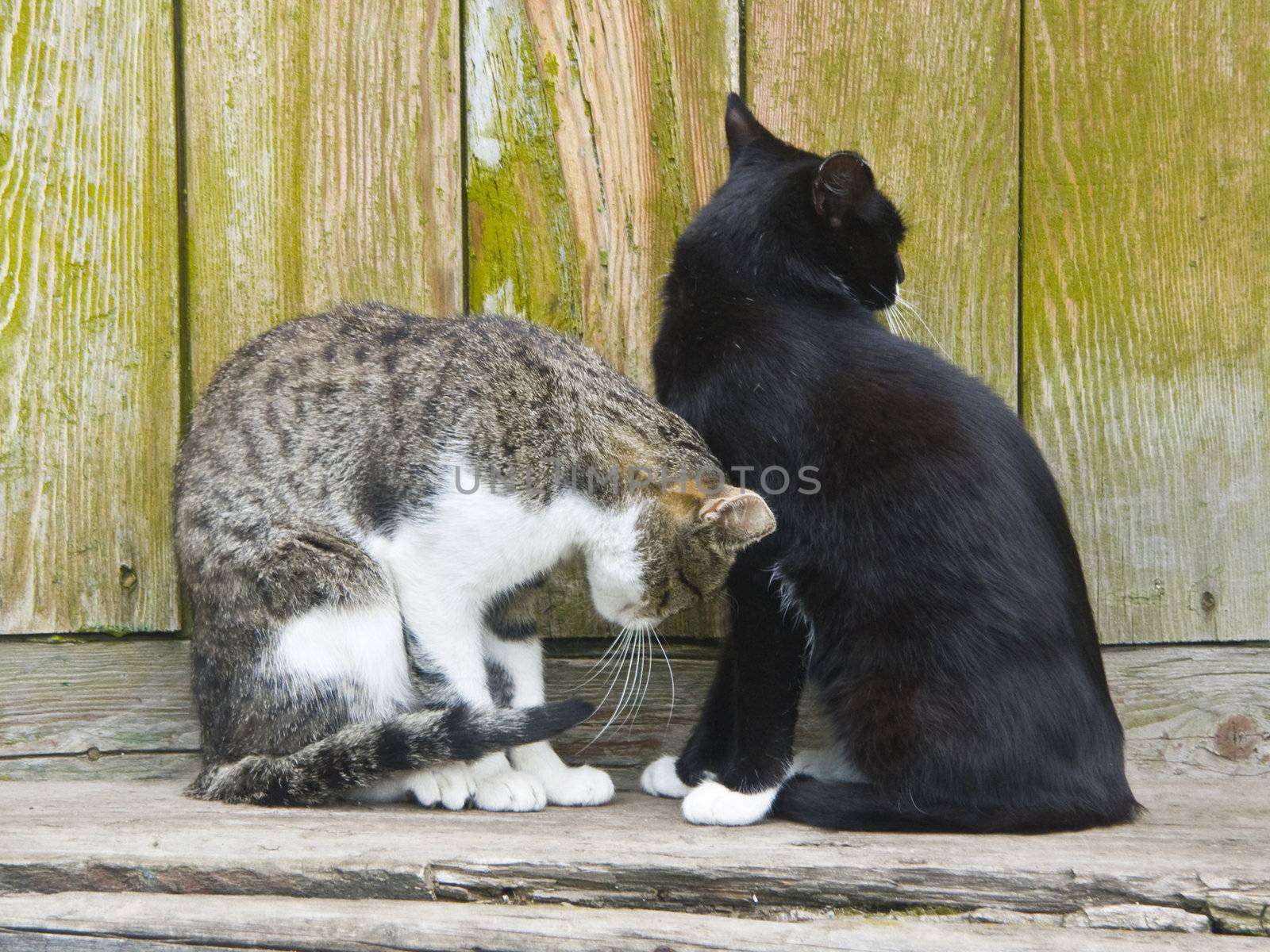 The image of two cats who have turned away from each other