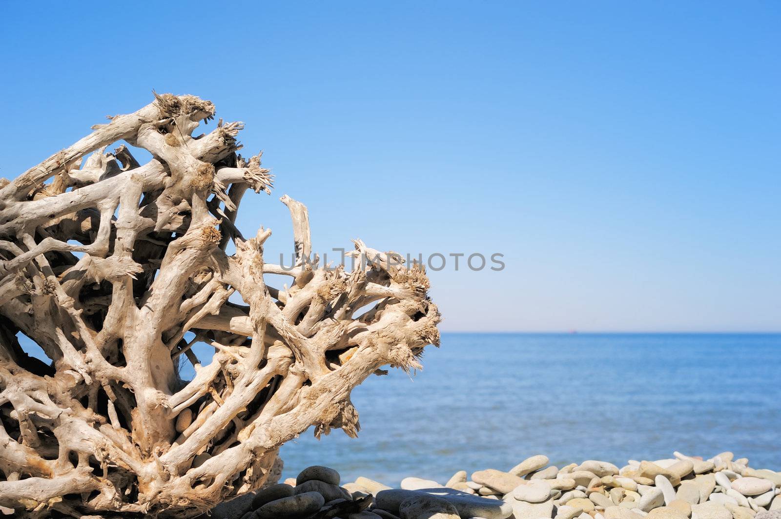 Dry root of the tree on the seashore