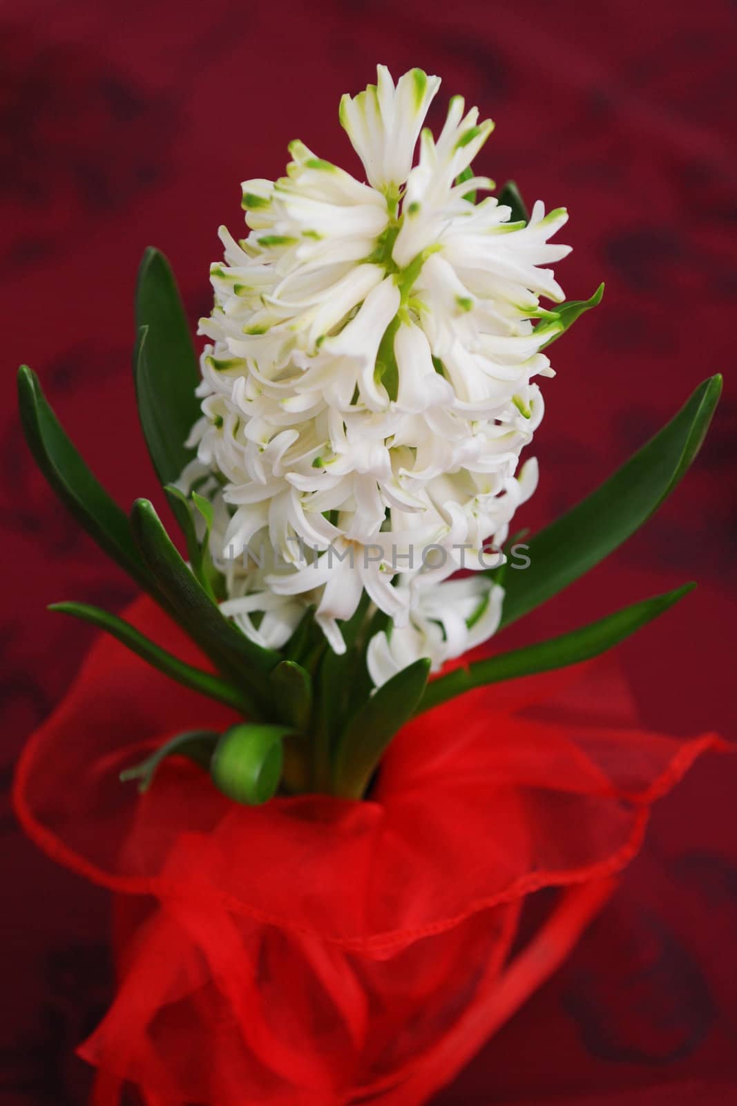 White hyacinth by Yaurinko