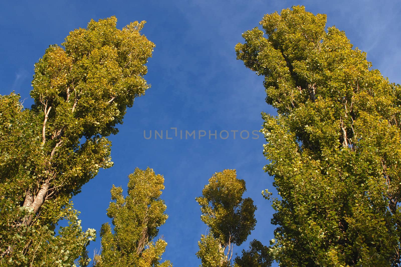 Trees on the blue sky background