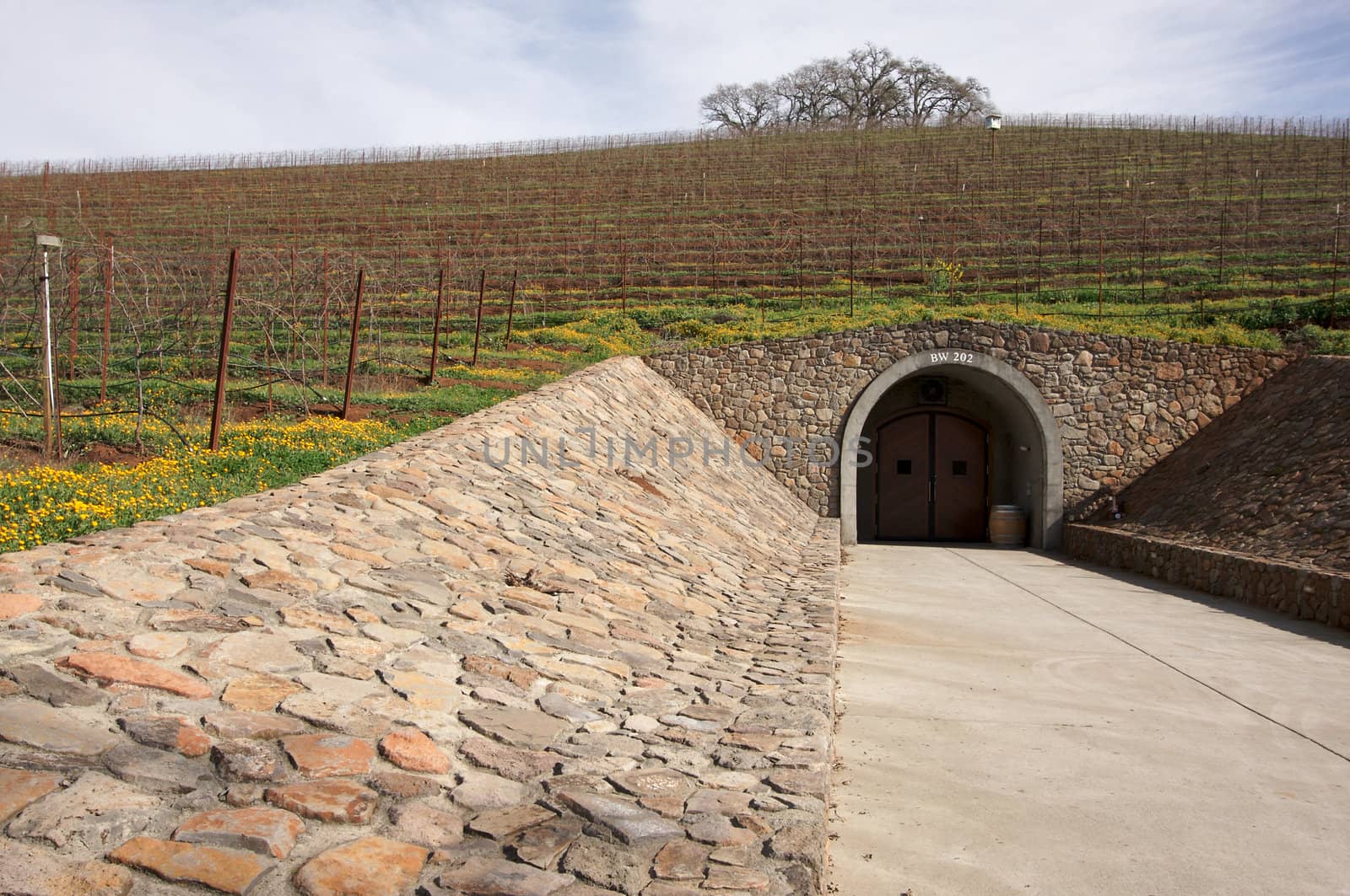 Vineyard hillside, Cellar Entryway and lone trees on an early spring day.