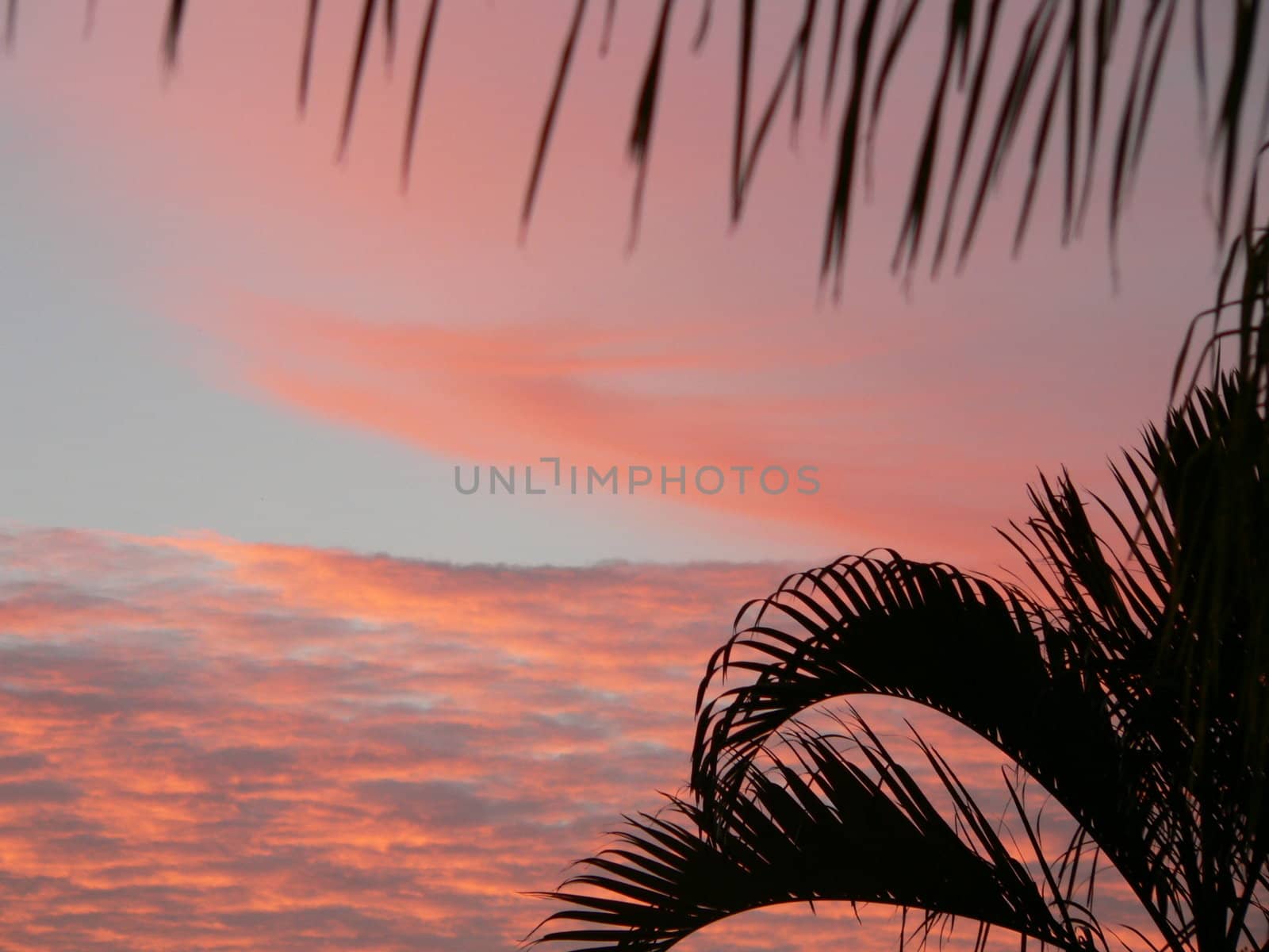Sunrise or Sunset with palm fronds framing image