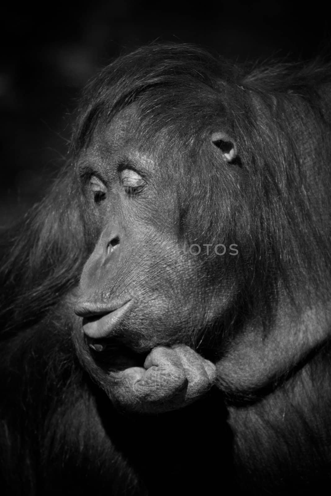 Orangutan pursing it's lips in black and white