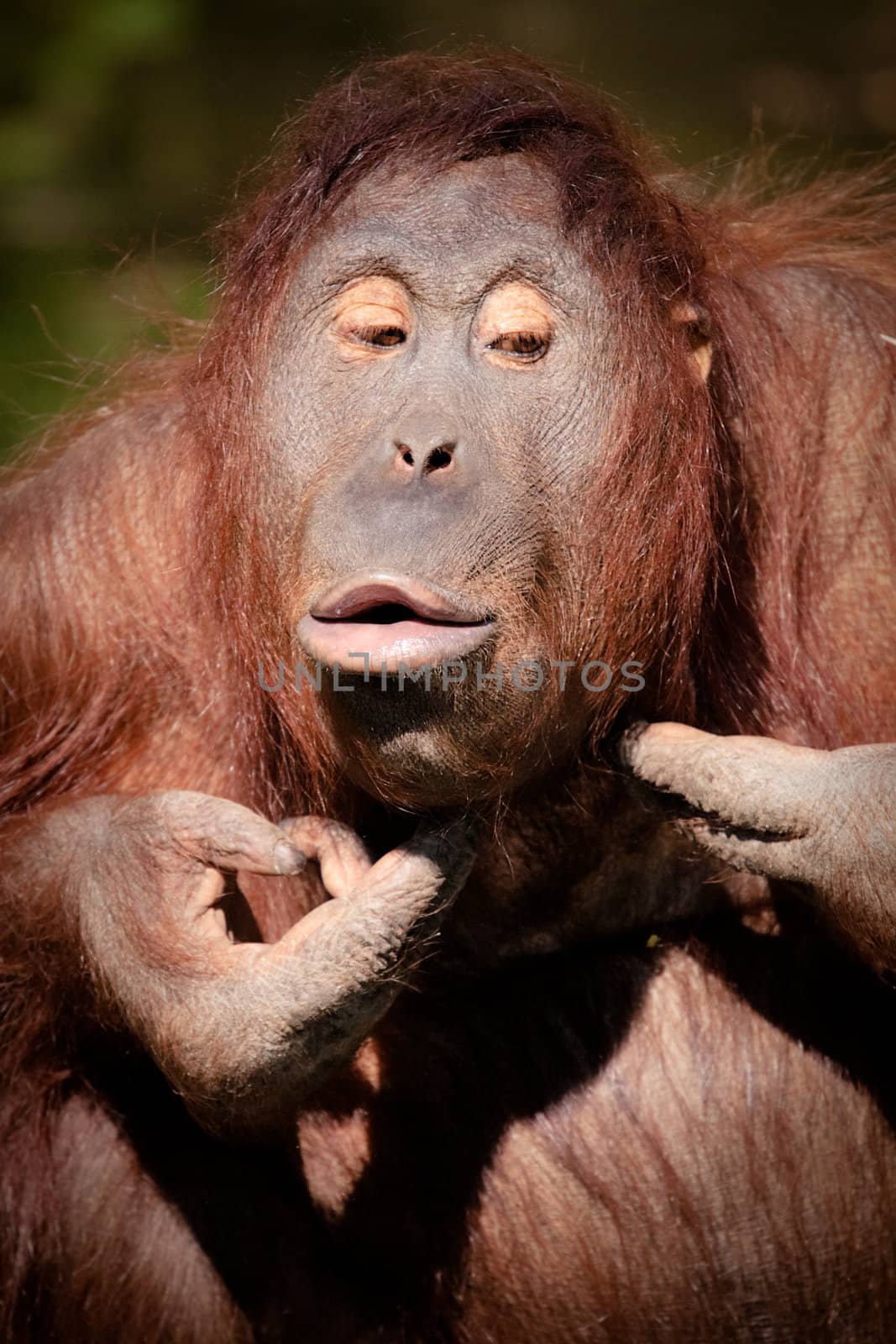 Orangutan squeezing pimples in Colour