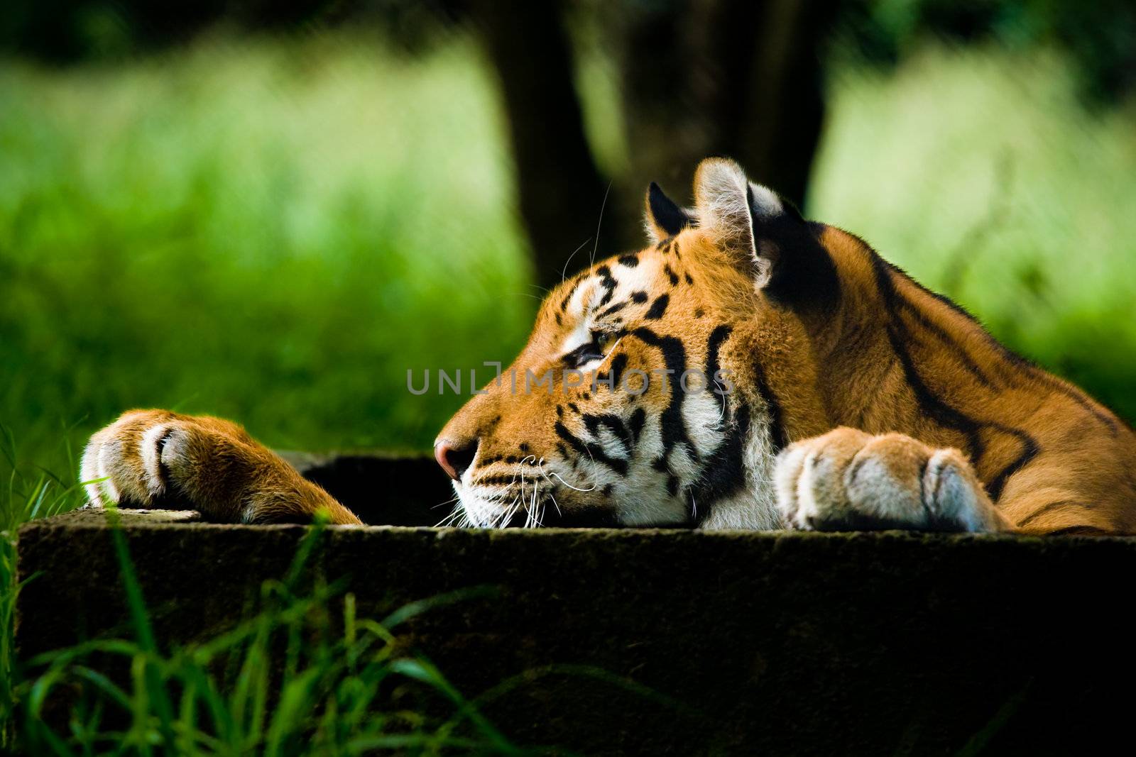 Closeup view of a Tiger from the side view, Colour photo