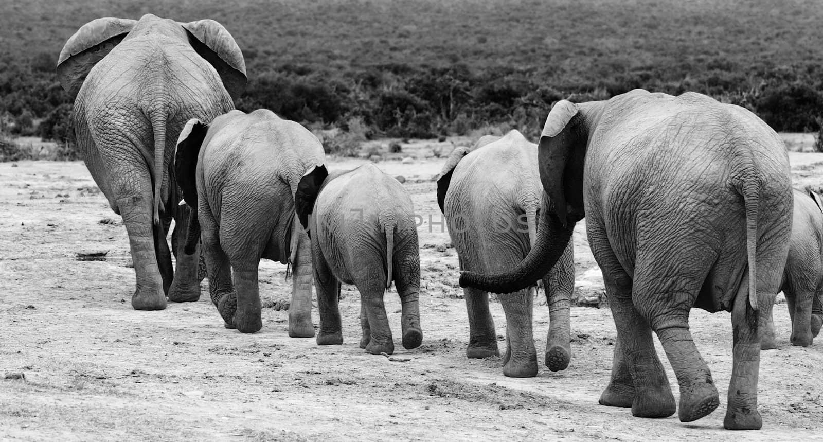 4 Elephants walking away.