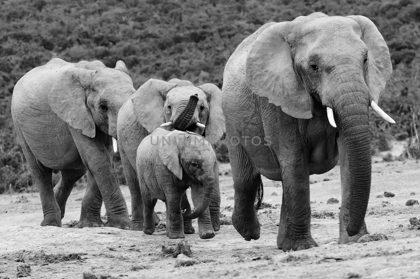 4 Elephants walking with one trumpeting