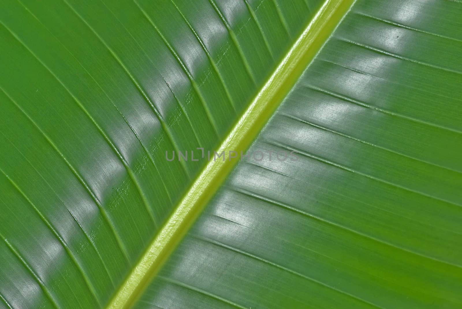 big green palm leaf in the forest