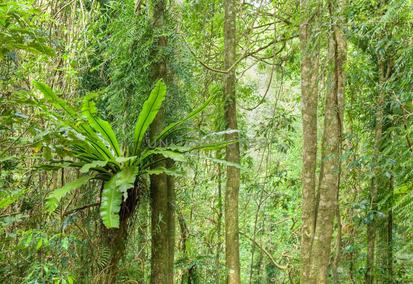 the beauty of the rainforest trees in dorrigo world heritage area