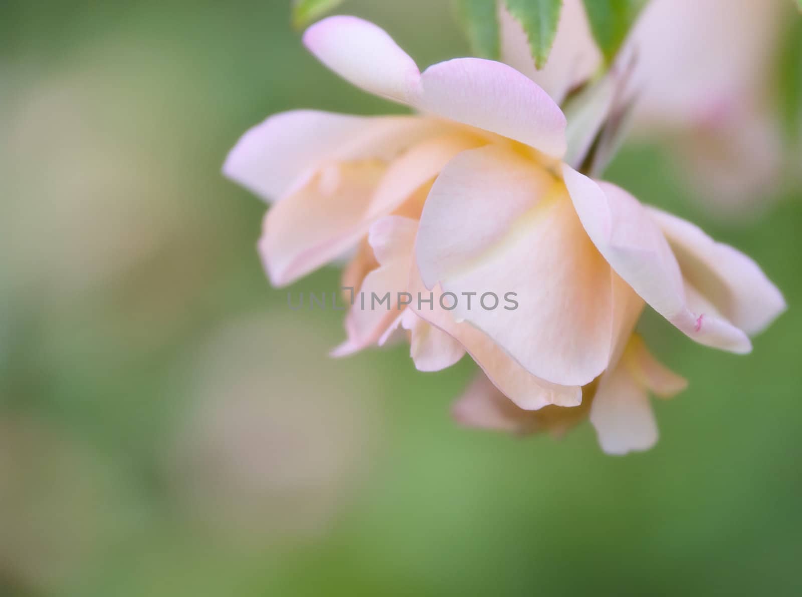 beautiful image a  pink rose with soft focus and copy space 