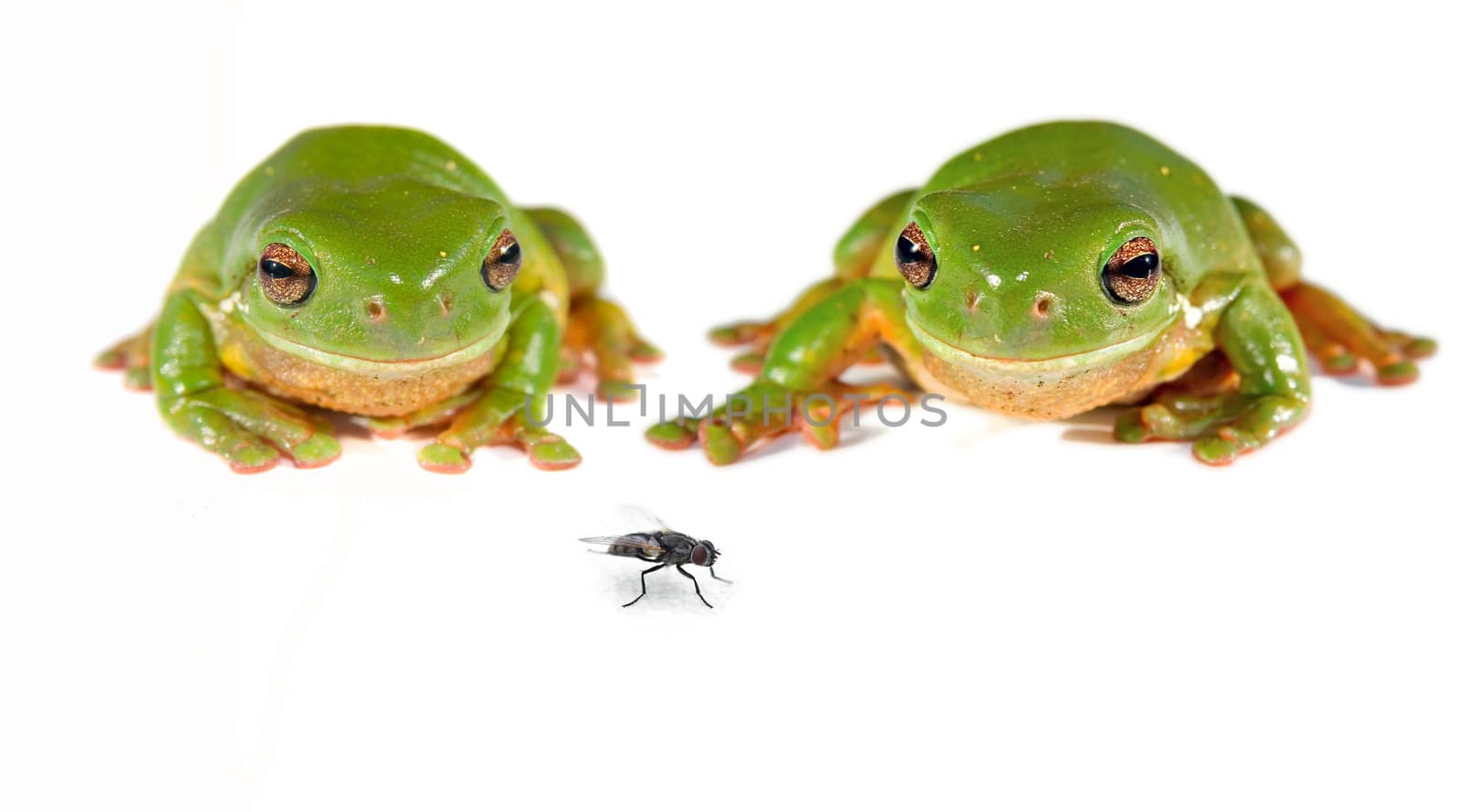 yours or mine - two green tree frogs on white with a single fly