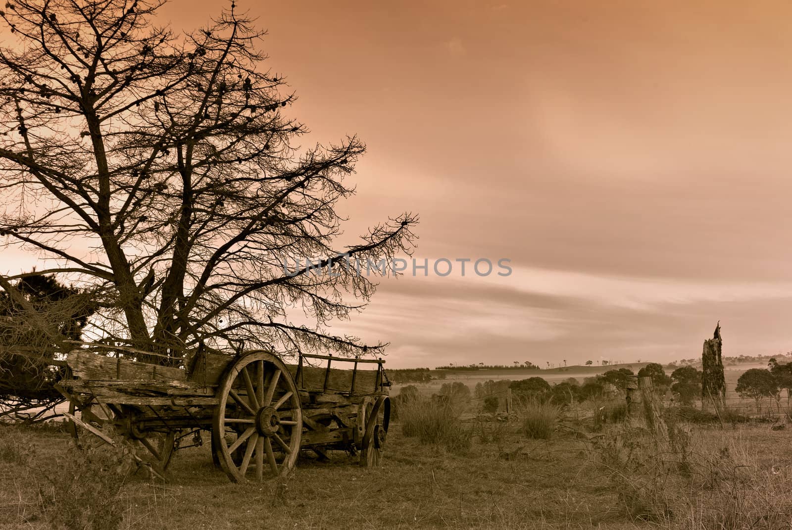 duotone image an old cart in a farm in front of dead tree 