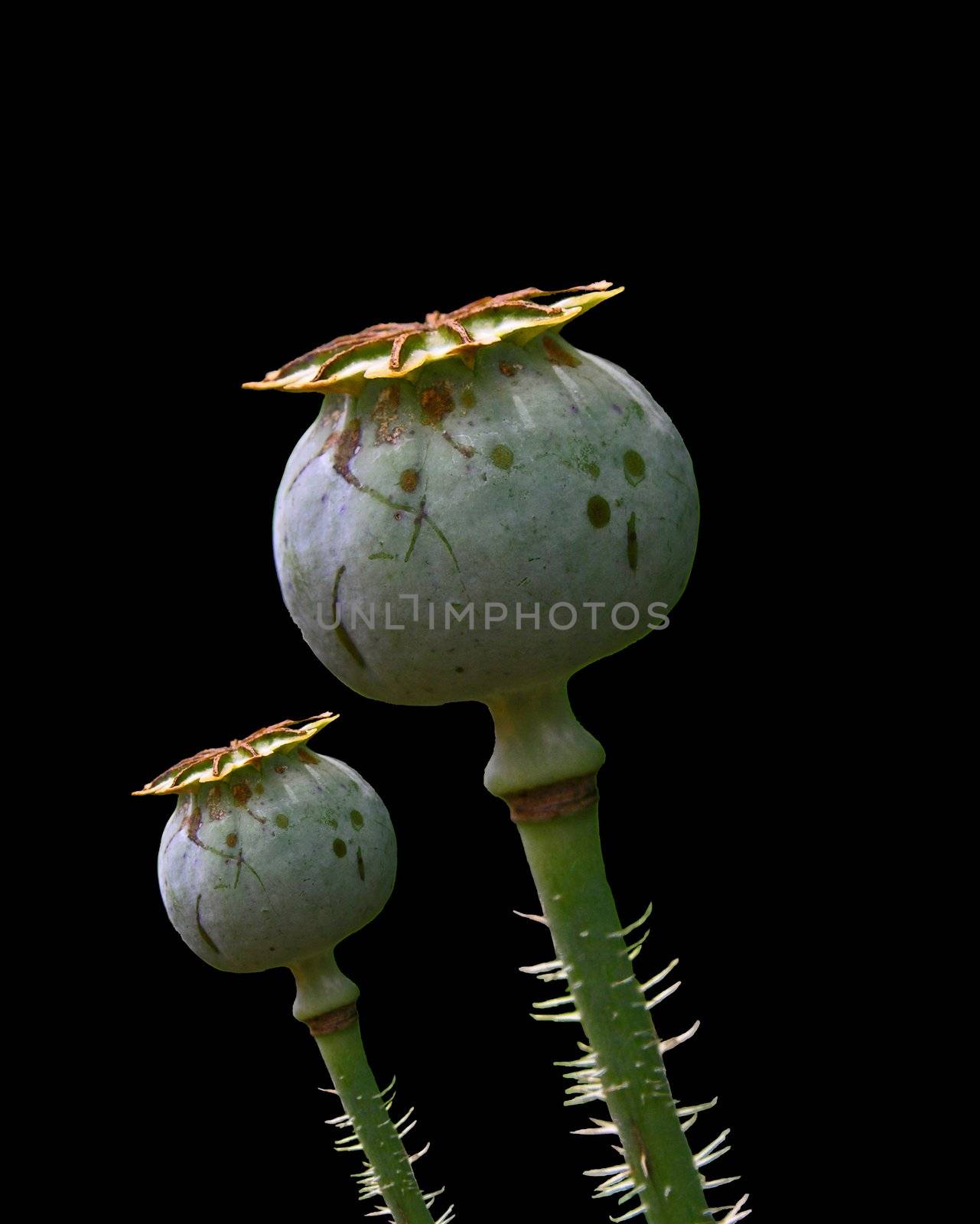 head of poppy plant on a black background