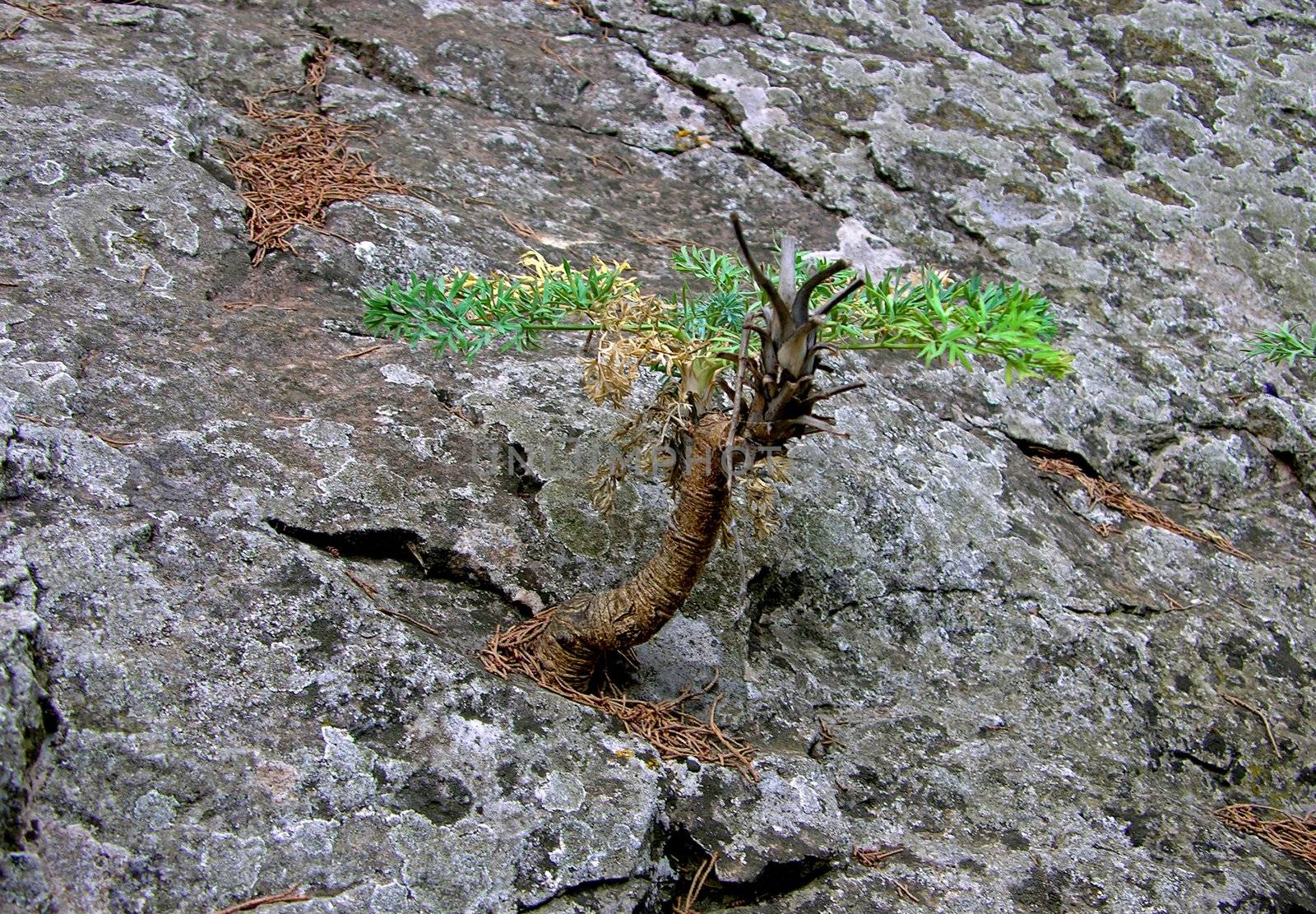 plant grows in the stone