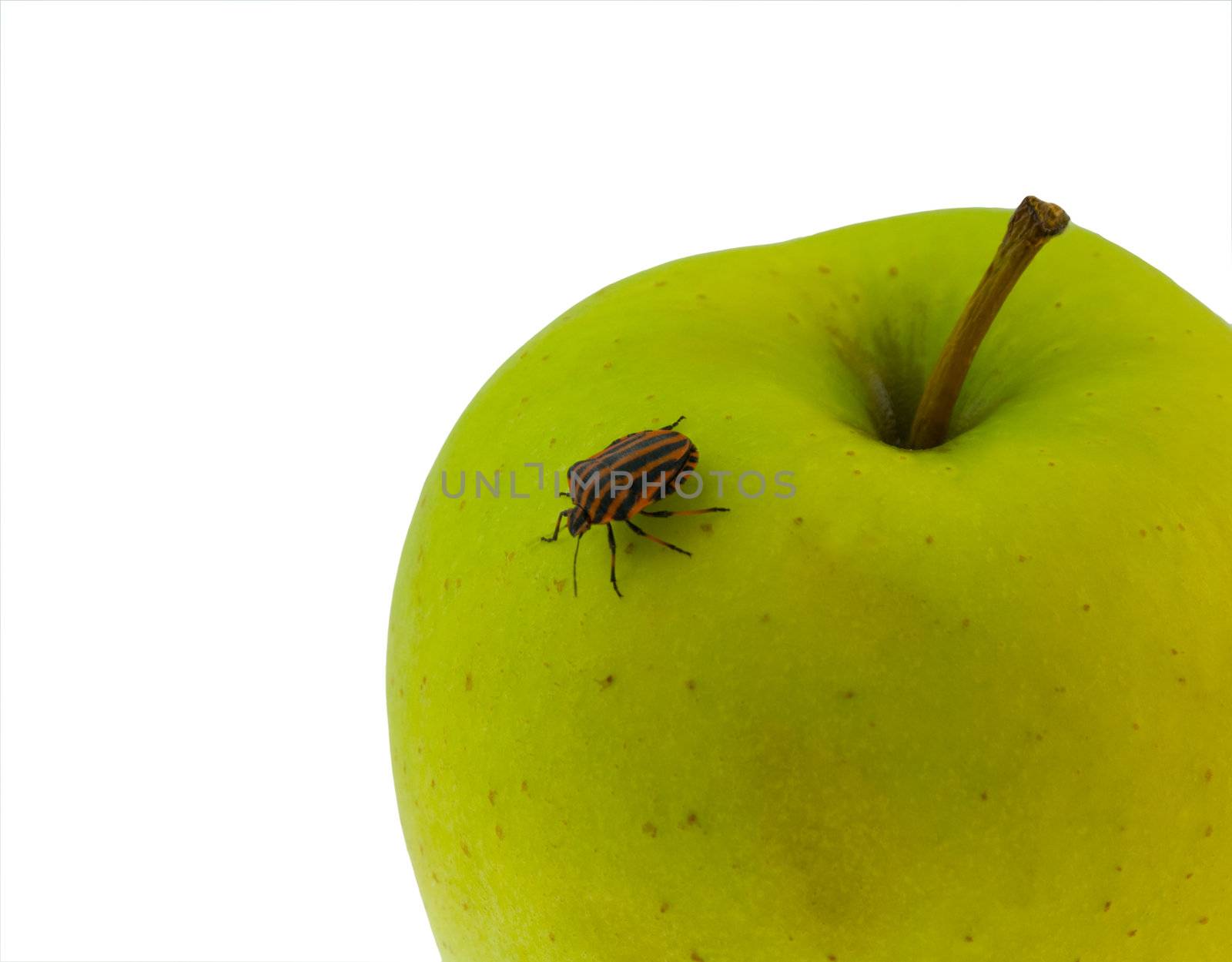 Forest-bug & apple