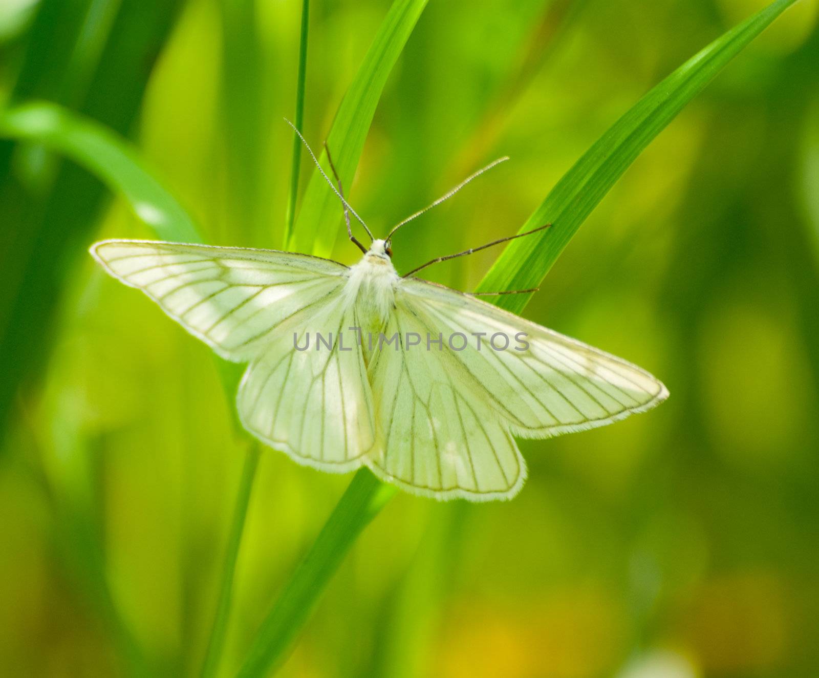 Summer day. White butterfly blackvein.