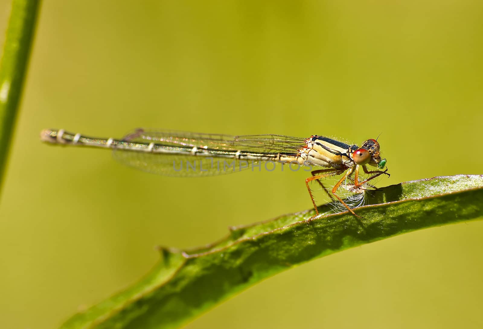 a dragonfly on a leaf eating a grub