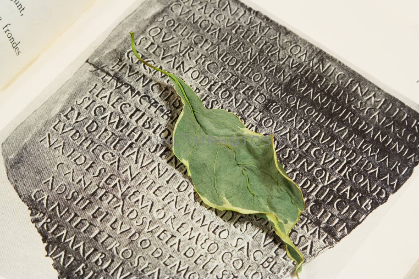 dead leaf on the page of book with inscription in Latin language