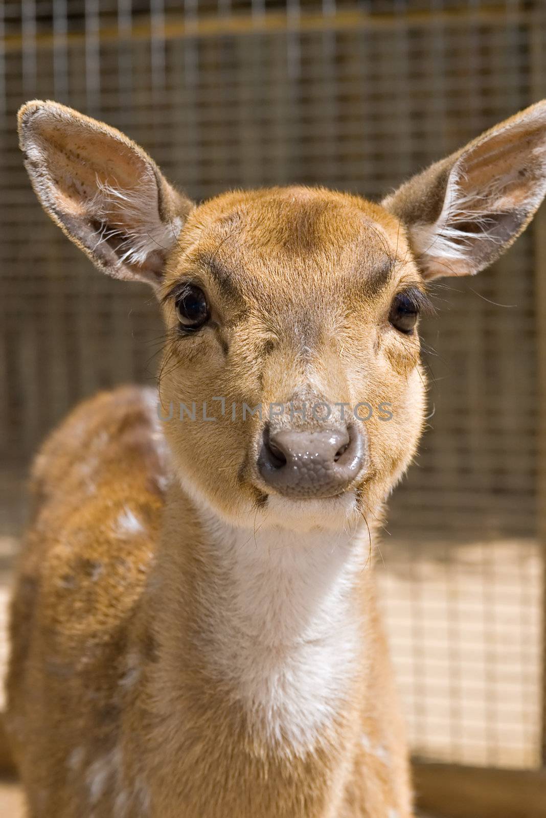 close up of a nice young deer looking into the camera