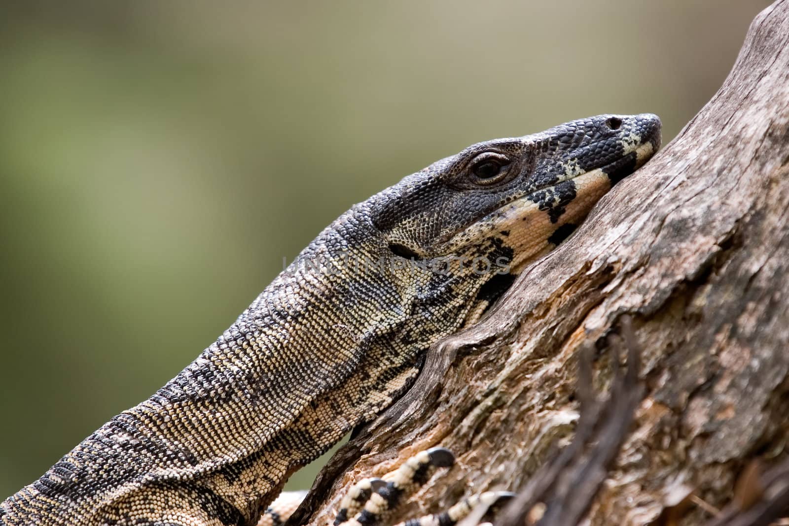a very tired goanna stops and has a rest with his head on the base of the tree