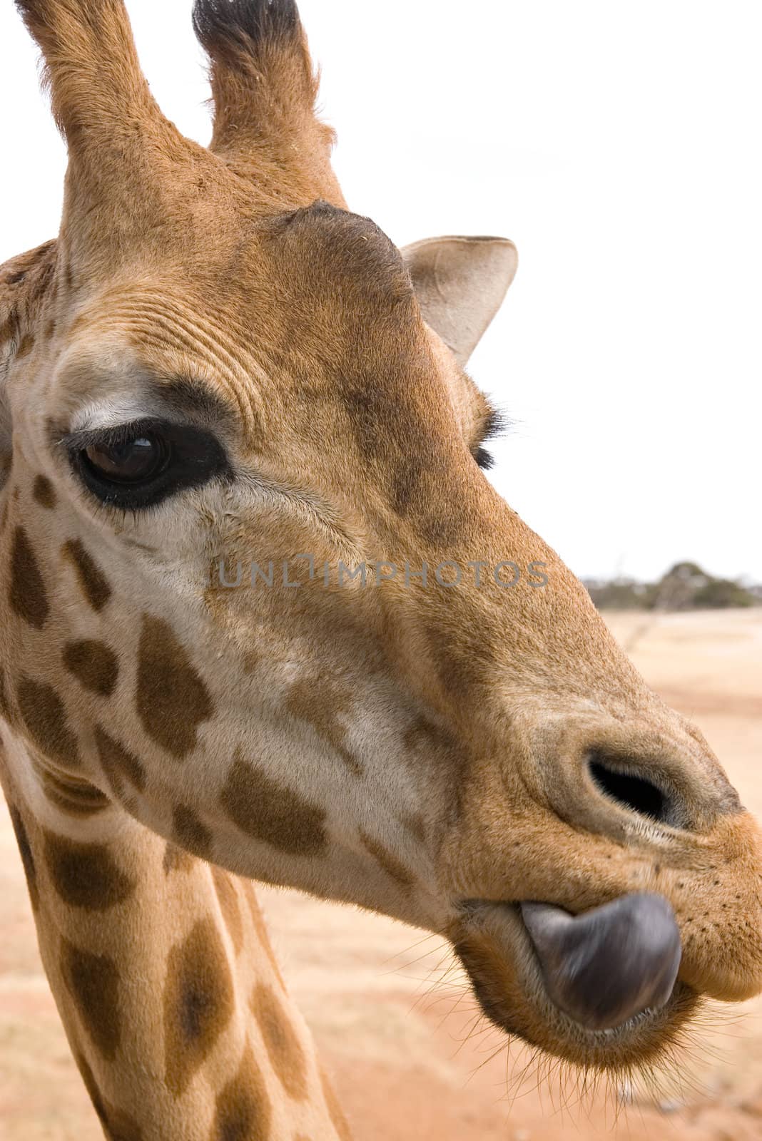 giraffe at eye level licking lips after eating something tasty