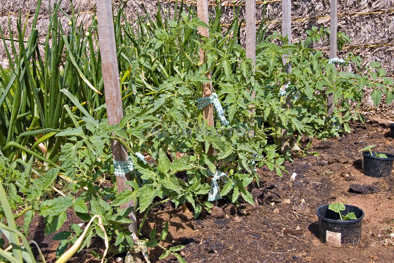 assorted vegetables growing in rows in the vegie patch