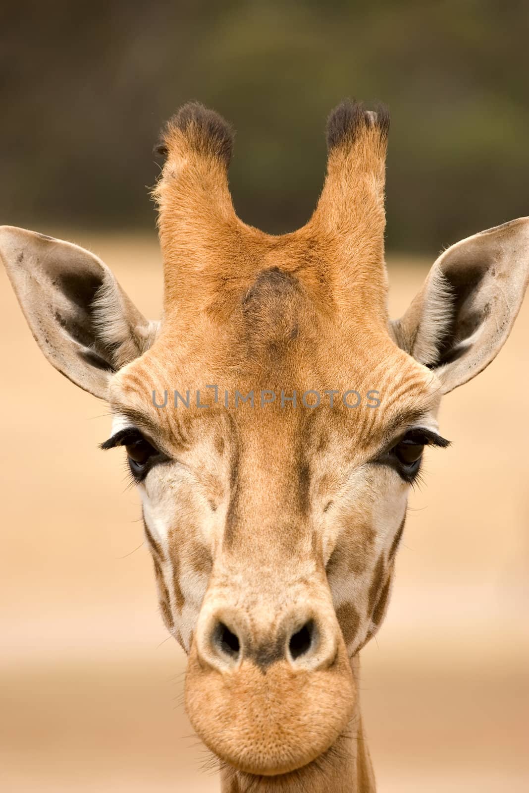 close up of a giraffe at eye level