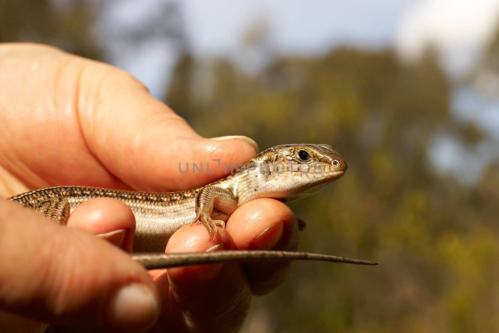ctenotus robustus skink lizard in hand
