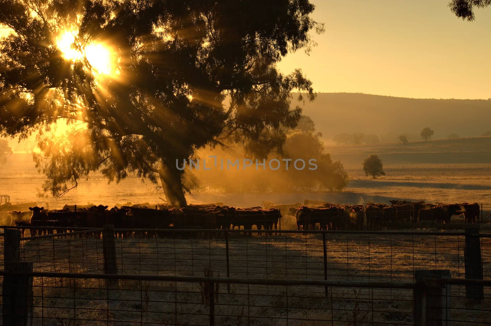 sunrise coming through the trees with rays of light over cattle and cattleyards