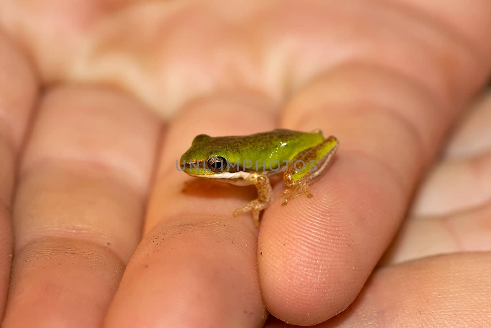 dwarf green tree frog litoria fallax being held in hand