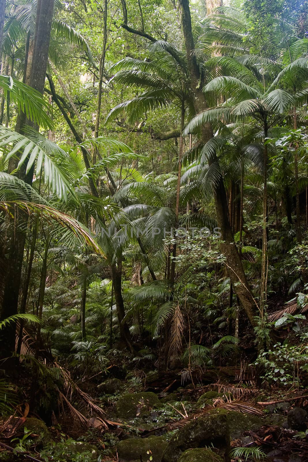 the beautiful nature of border ranges rain forest in northern nsw