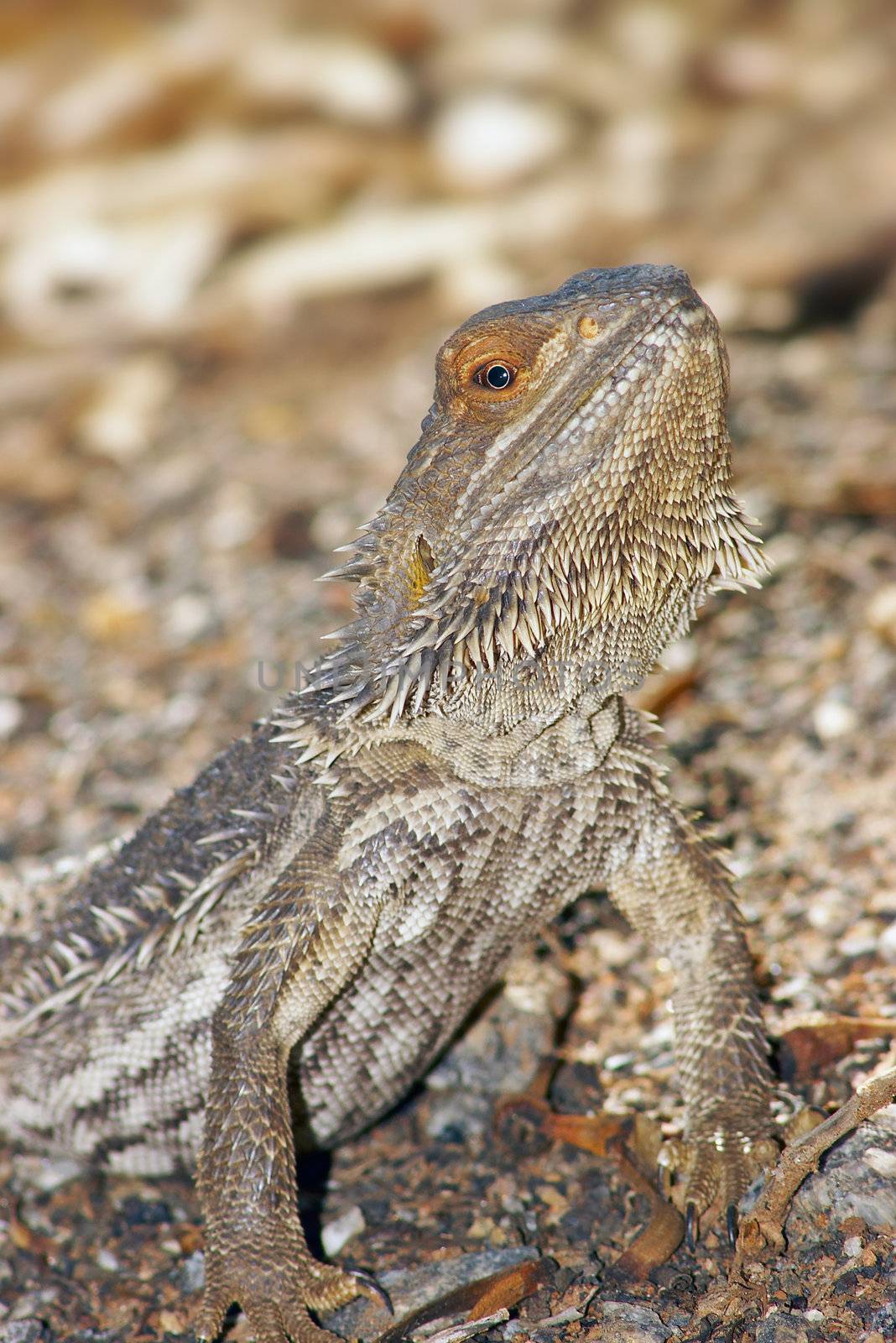 a central bearded dragon a central bearded dragon looking into the camera with head raised back