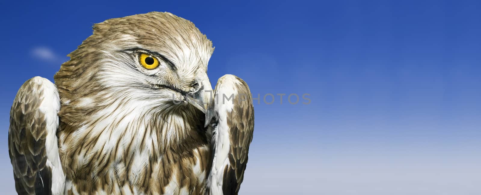 The Short Toed Eagle scientific name Circaetus Gallicus