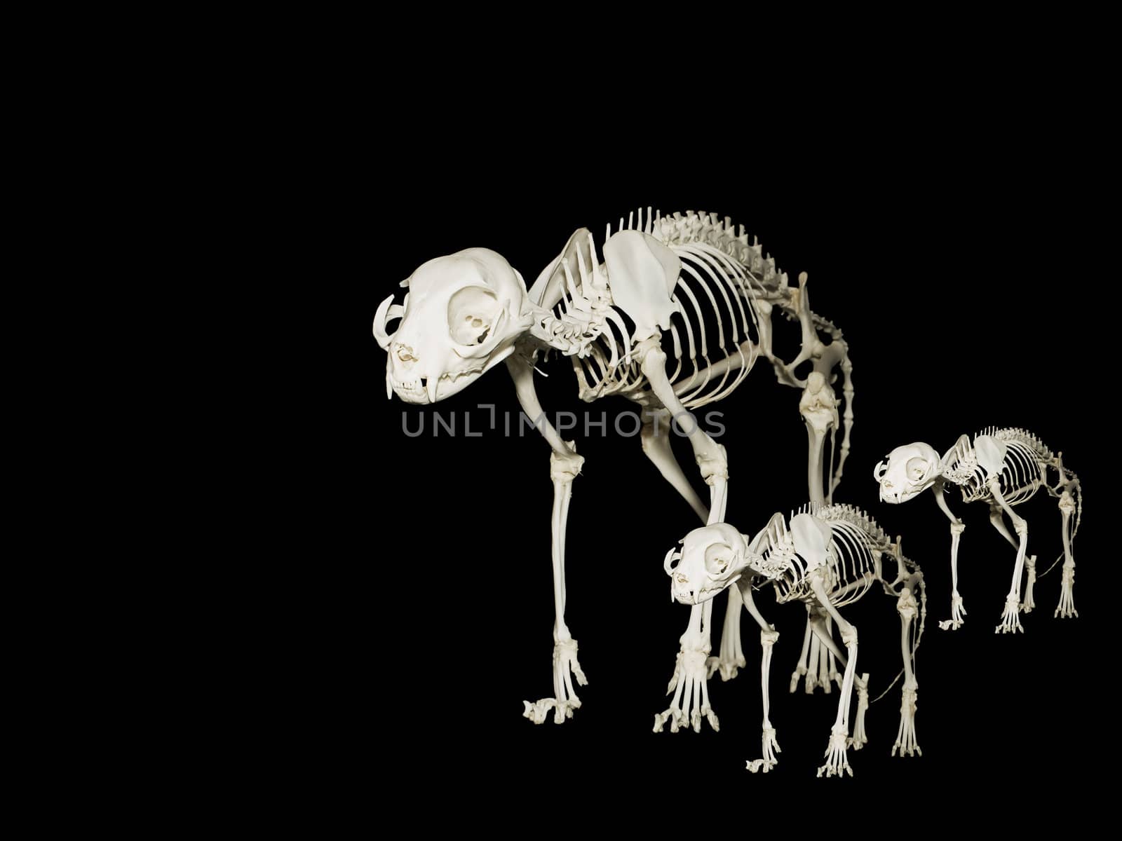 Skeleton of the domestic cat or Felis Catus