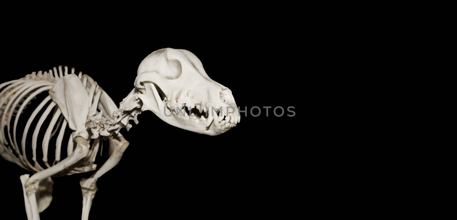 Skeleton of the domestic dog or Canis Lupus Familiaris