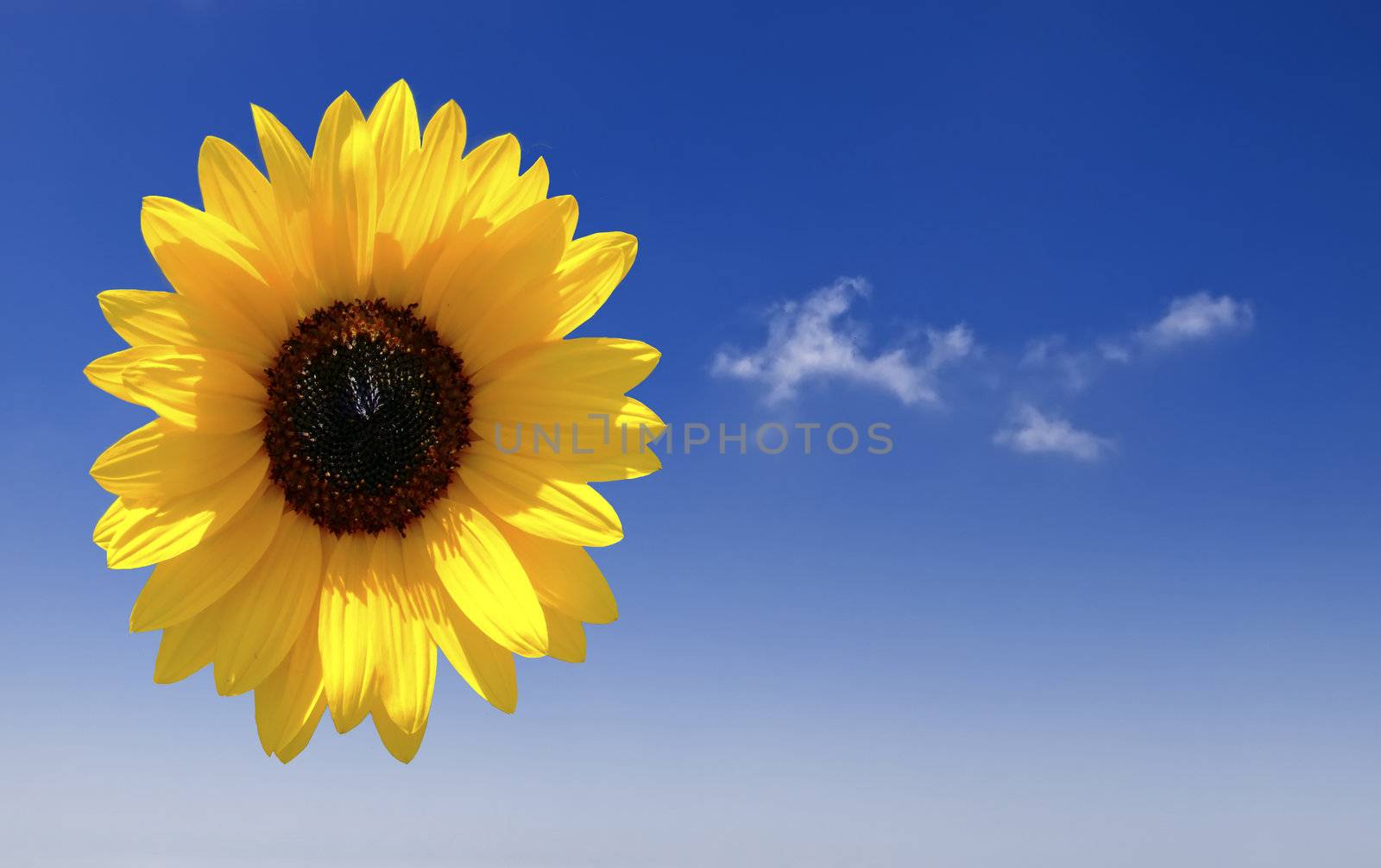 Beautiful Mediterranean sunflower over clear blue sky