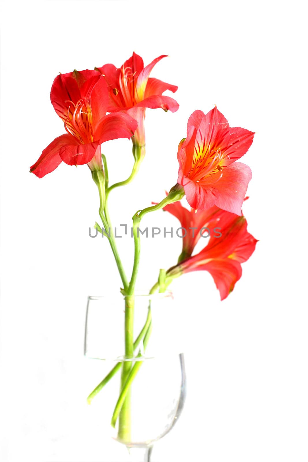Isolated shots of red Peruvian Lilies on white background.