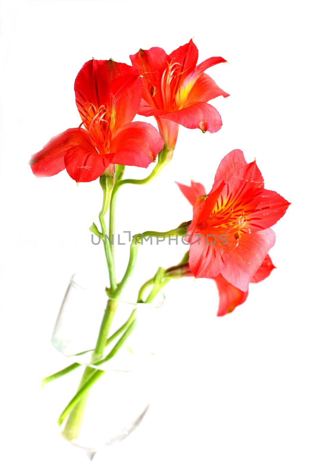 Isolated shots of red Peruvian Lilies on white background.