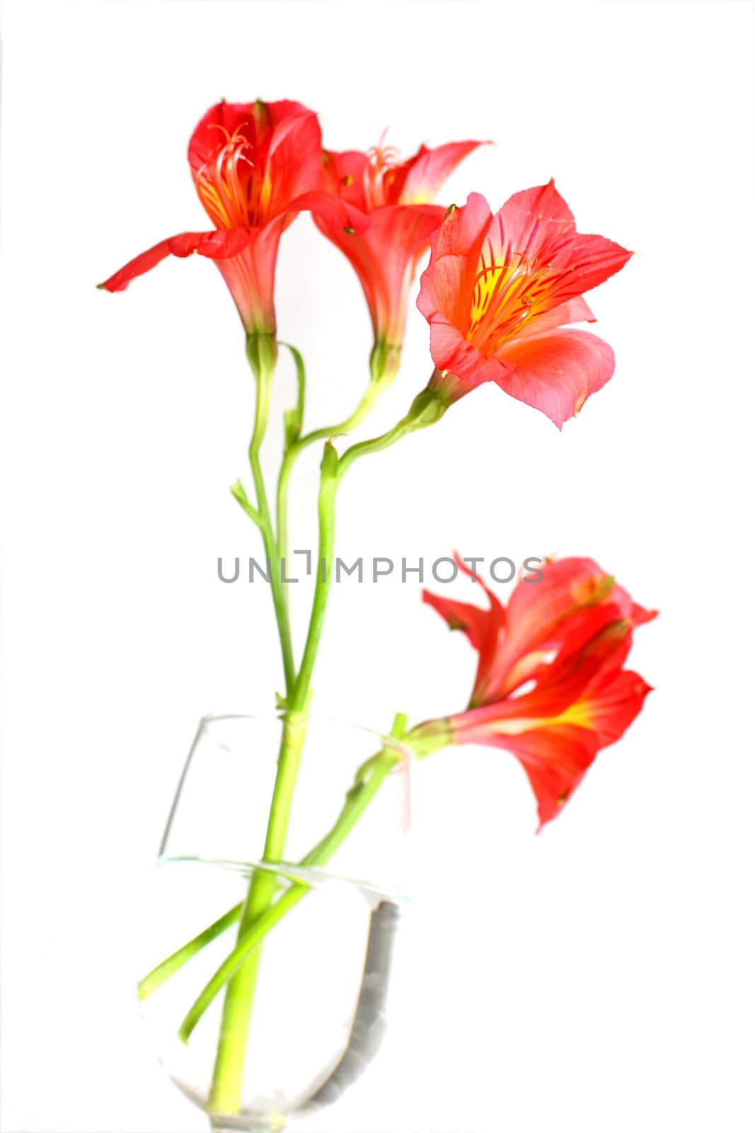 Isolated shots of red Peruvian Lilies on white background.