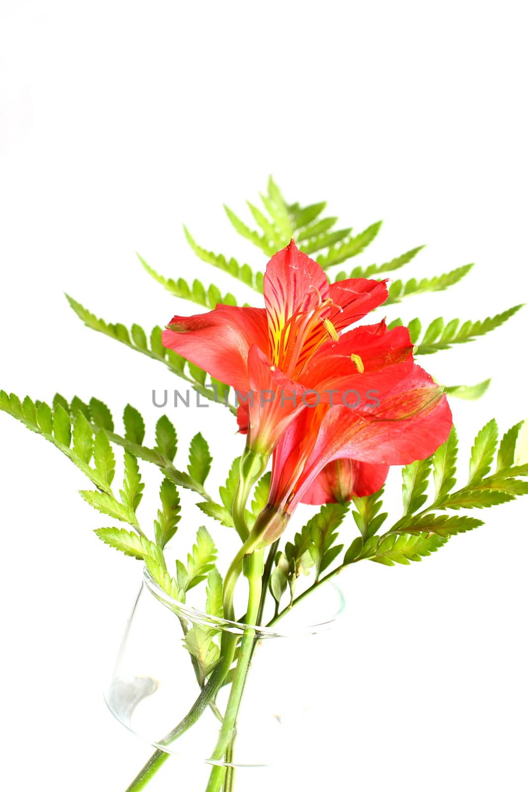 Fern leaves with assorted lilies on white background