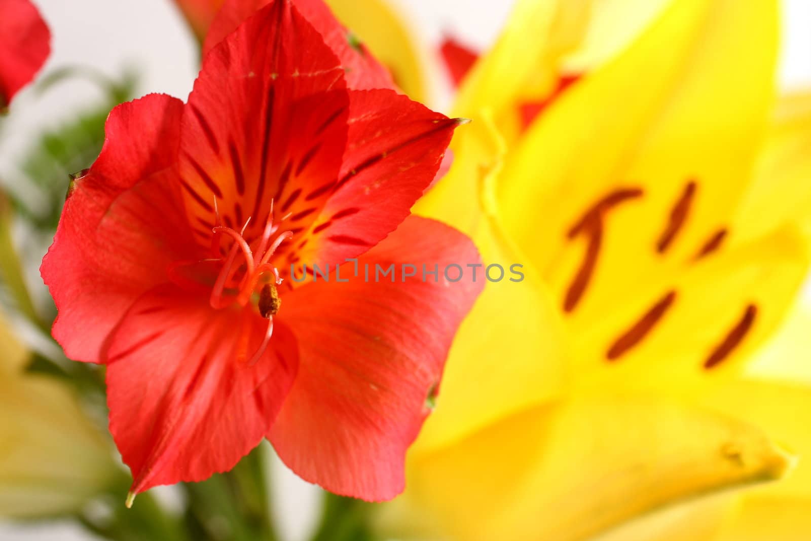 Bouquet of assorted lilies in a vase.
