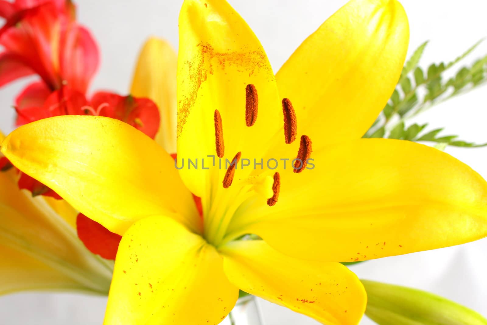 Bouquet of assorted lilies in a vase.