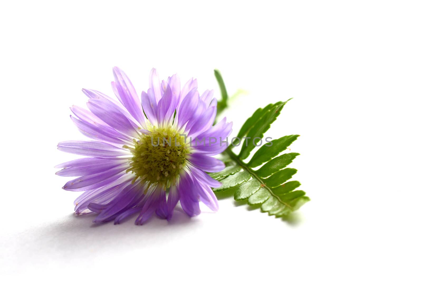 Purple Daisy on white background with leaves.