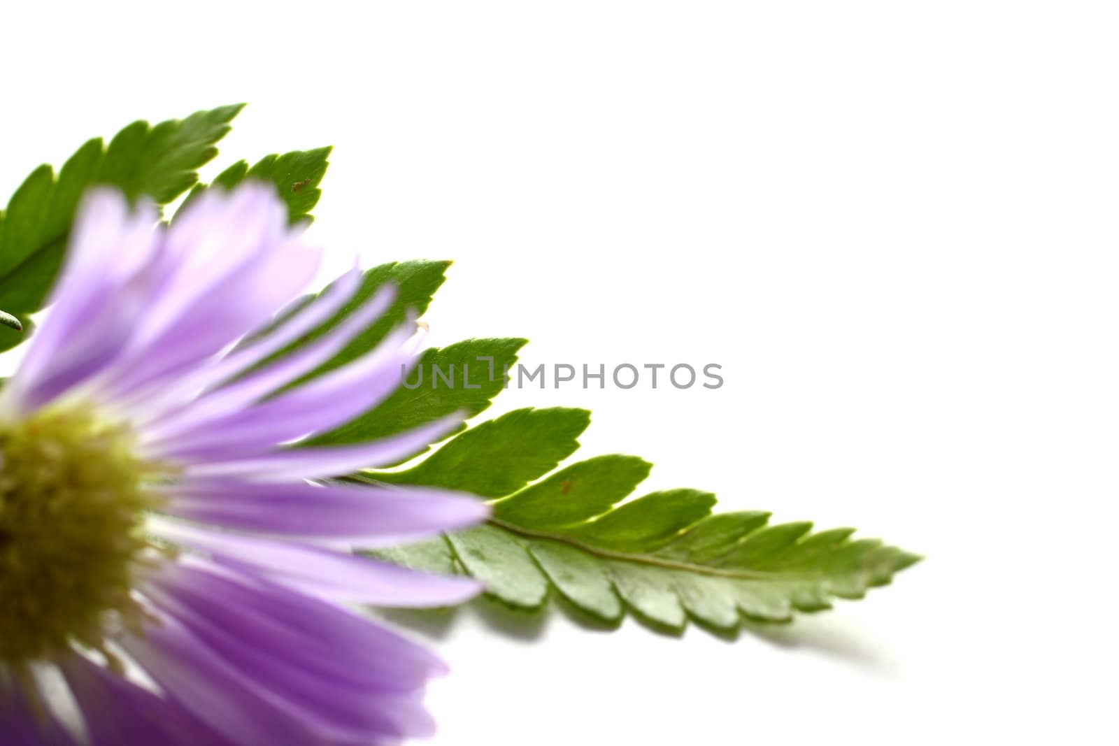 Purple Daisy on white background with leaves.