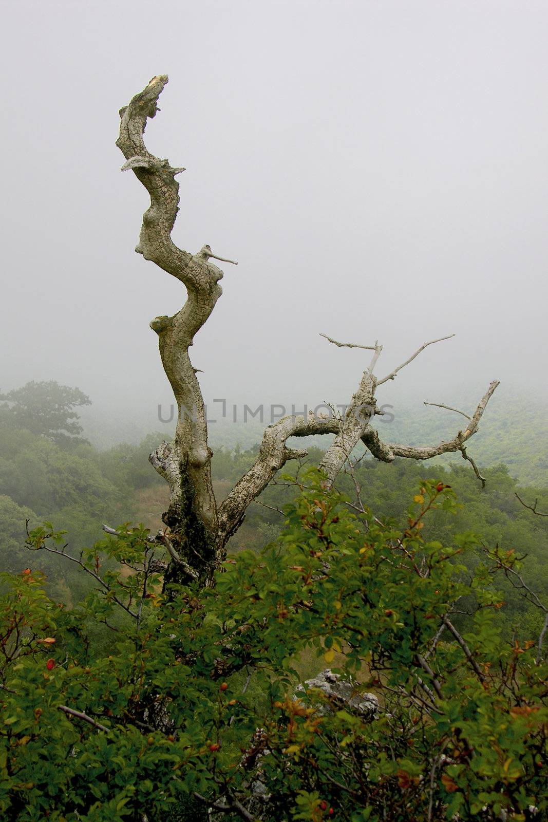 Crimea flora in Demergy mountain