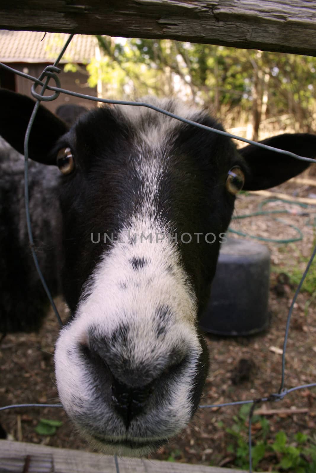 An Old Norwegian Short Tail Landrace, or Spælsau, sheep showing it`s curious side to the camera.