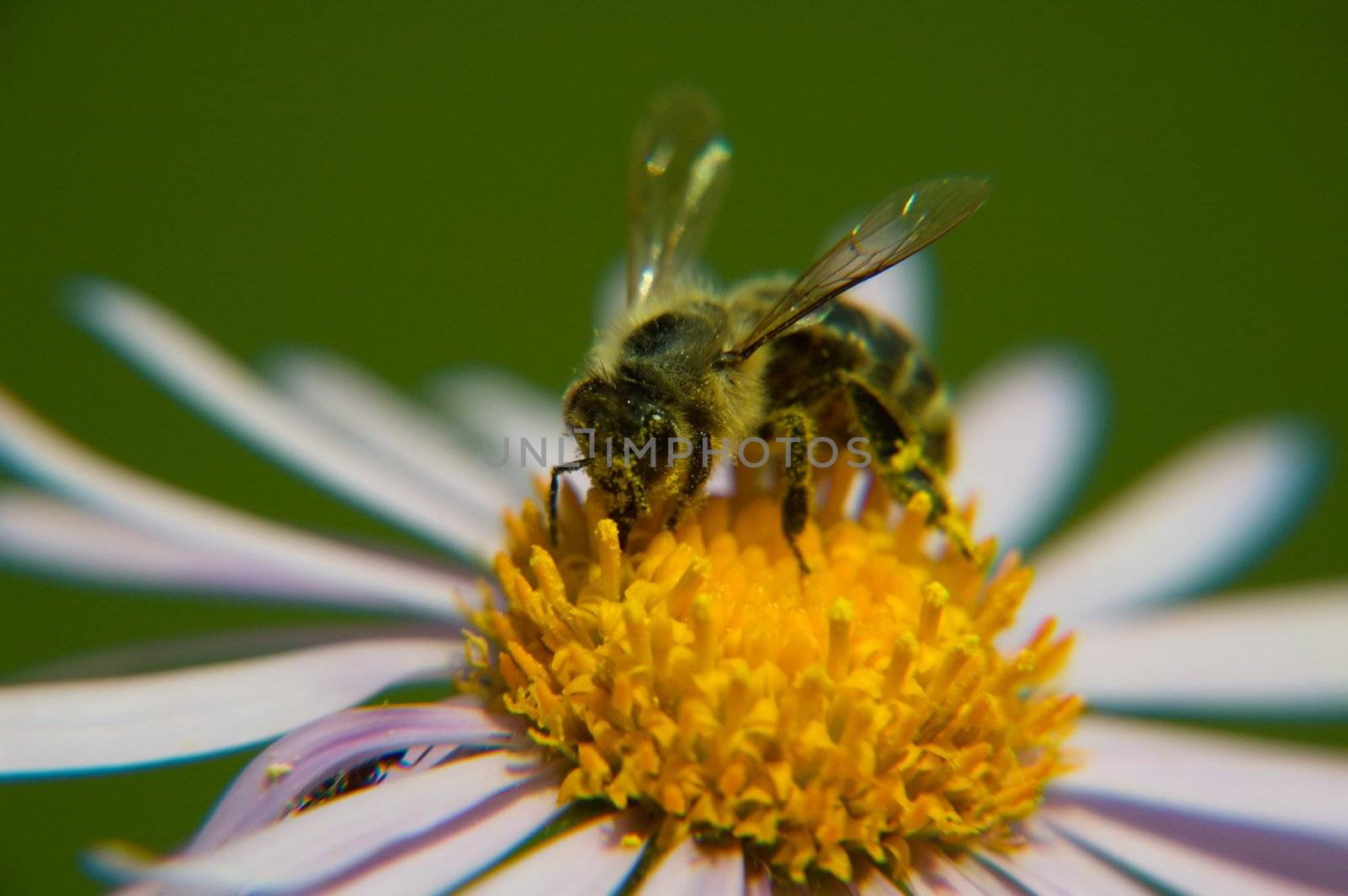 bee on yellow marguerite, horizontally framed shot