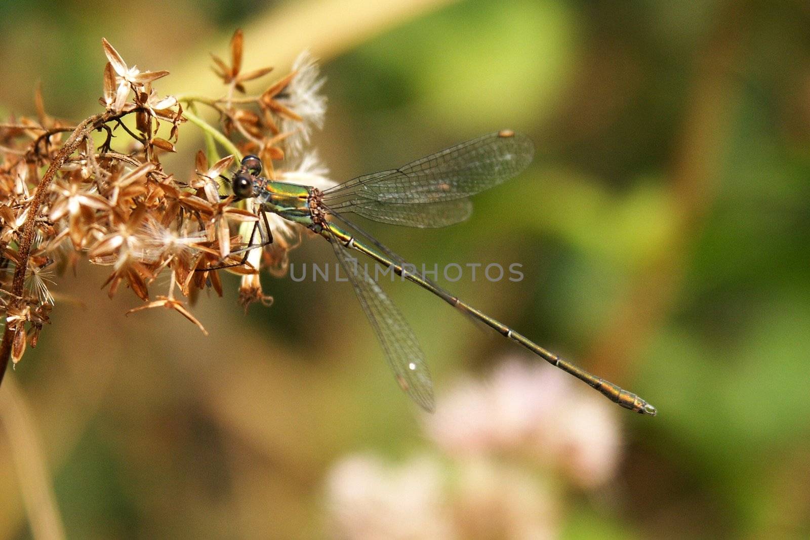 dragonfly on the grass, horizontally framed picture