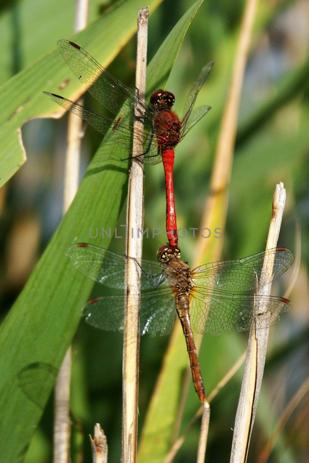 dragonfly by lehnerda